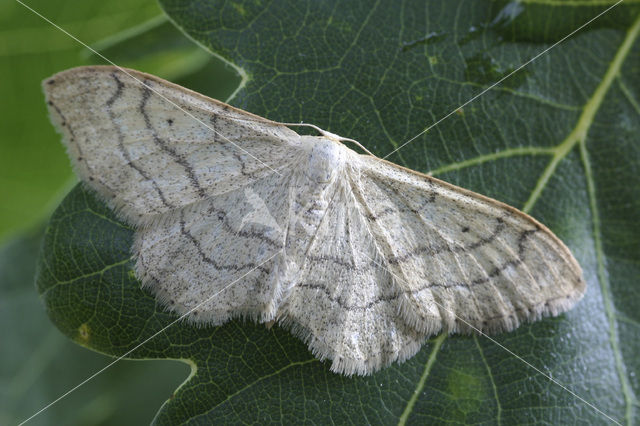 Riband Wave (Idaea aversata)