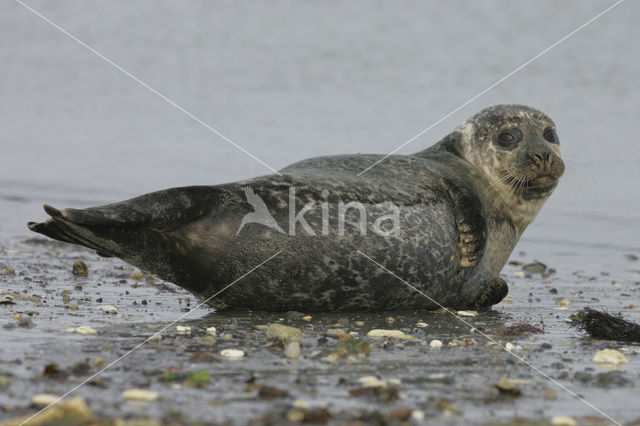 Grijze zeehond