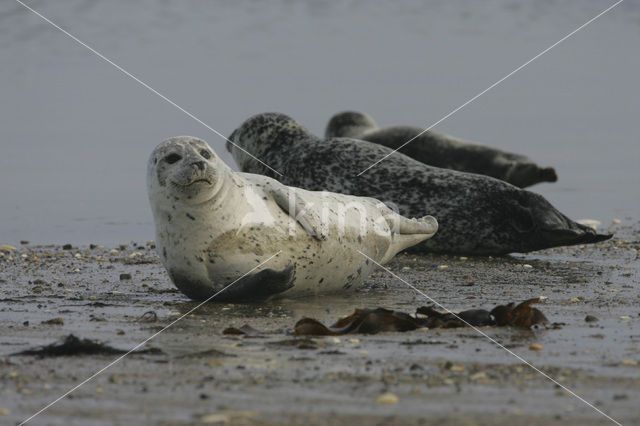 Grijze zeehond