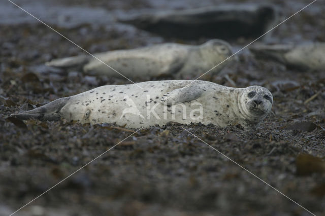 Grijze zeehond