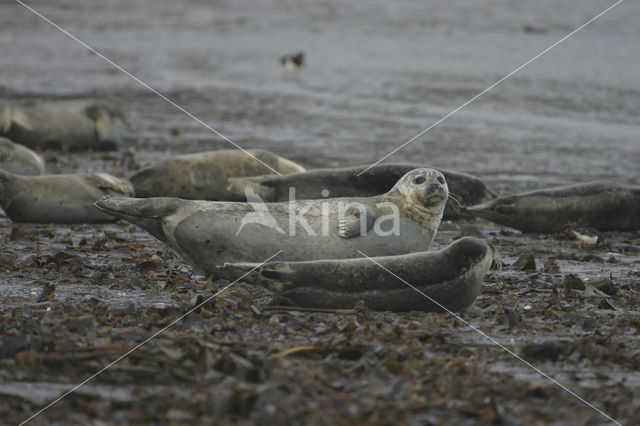 Grijze zeehond