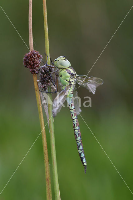 Groene glazenmaker (Aeshna viridis)