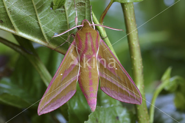 Groot avondrood (Deilephila elpenor)