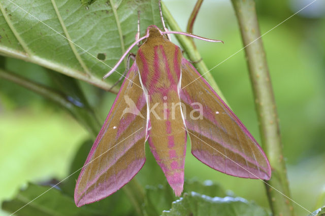 Groot avondrood (Deilephila elpenor)