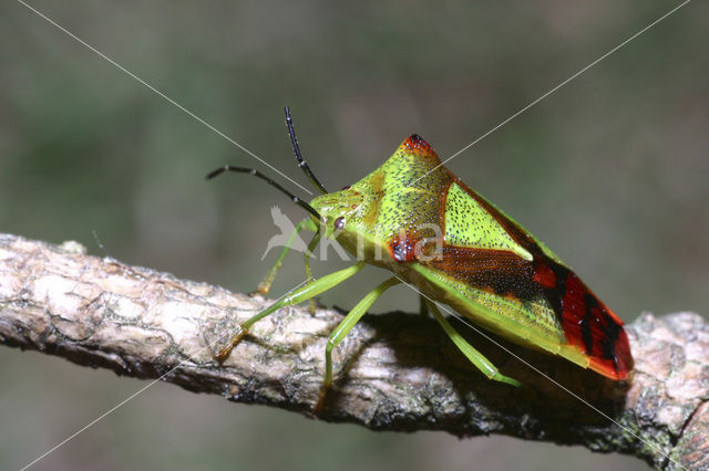 Grote bessenwants (Acanthosoma haemorrhoidale)