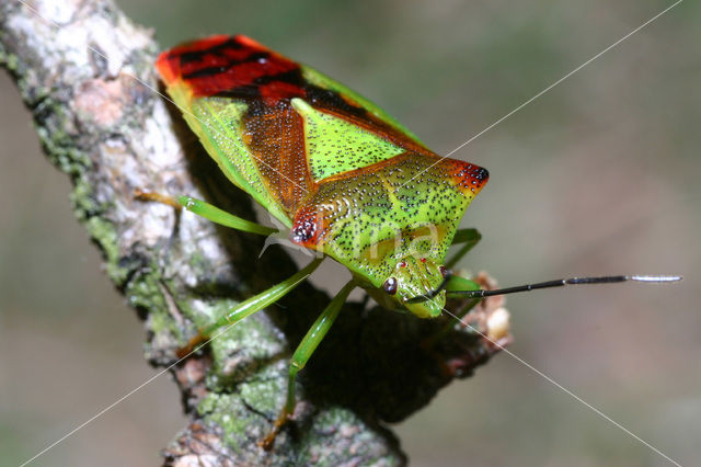 Grote bessenwants (Acanthosoma haemorrhoidale)