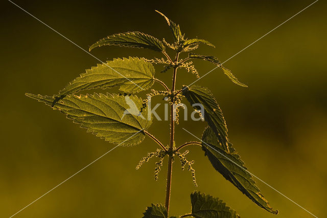 Grote brandnetel (Urtica dioica)