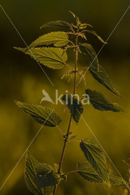 Stinging Nettle (Urtica dioica)