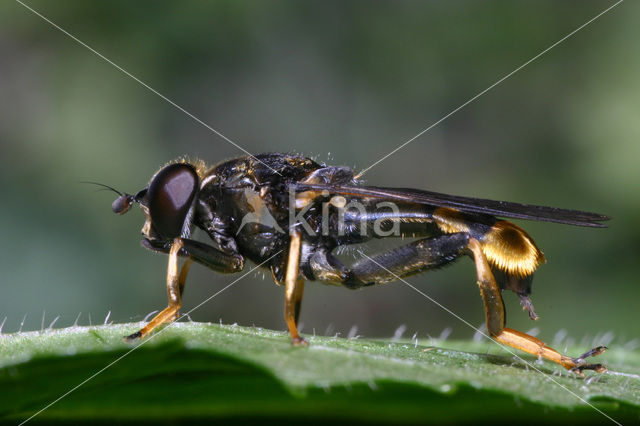 Grote gouden bladloper (Xylota sylvarum)