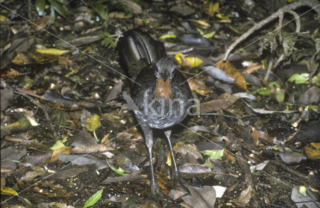 Grote Liervogel (Menura novaehollandiae)