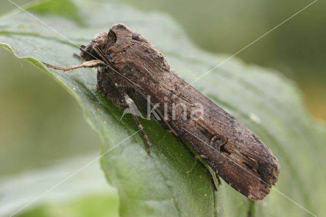 Grote worteluil (Agrotis ipsilon)