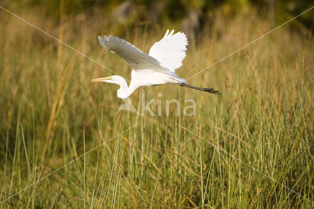 Grote zilverreiger (Casmerodius albus)