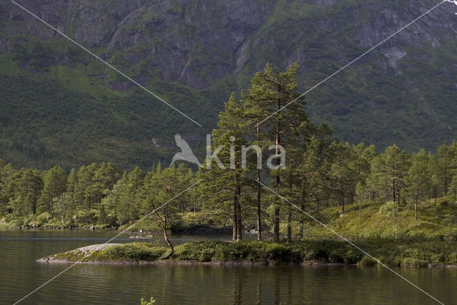 Grove den (Pinus sylvestris)