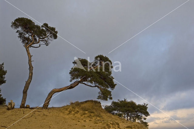 Grove den (Pinus sylvestris)