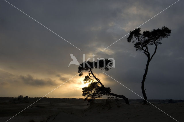 Grove den (Pinus sylvestris)