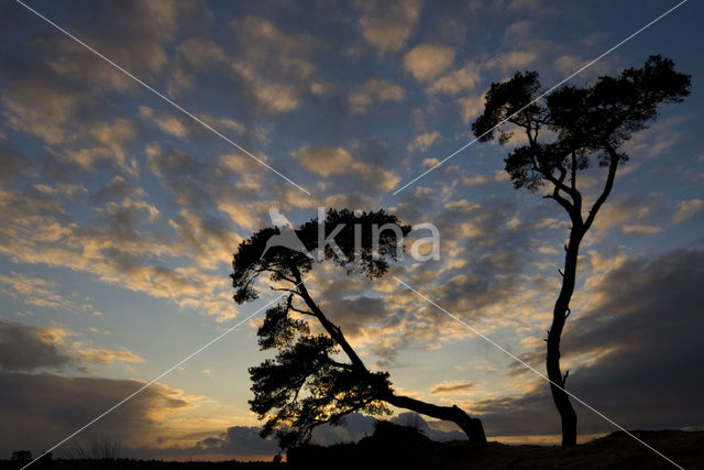 Grove den (Pinus sylvestris)