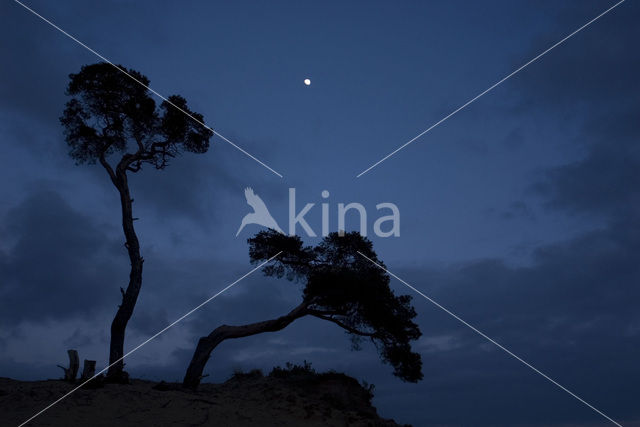 Grove den (Pinus sylvestris)