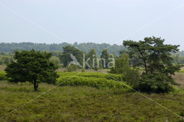 Grove den (Pinus sylvestris)