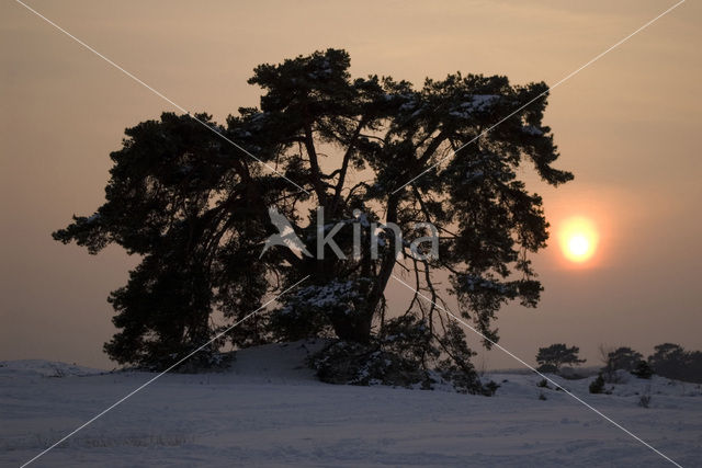 Grove den (Pinus sylvestris)