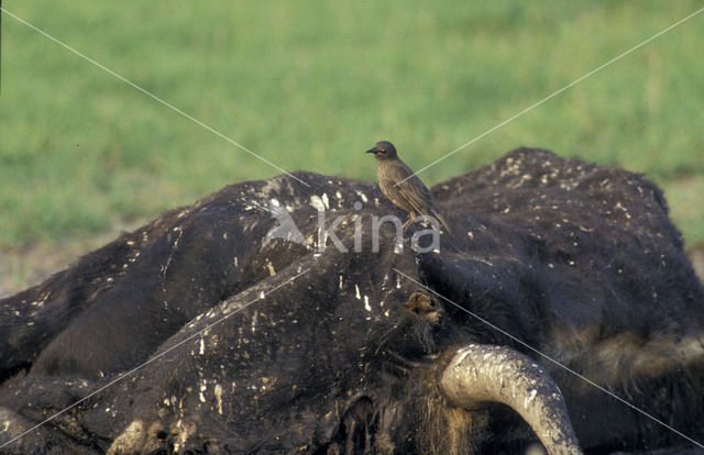 Heckrund (Bos taurus spp)