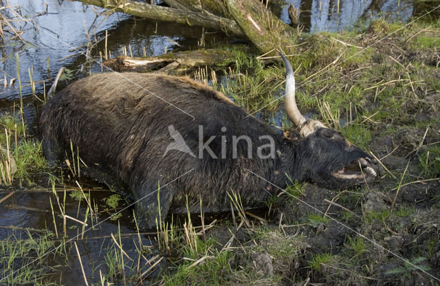 Heckrund (Bos taurus spp)