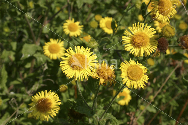 Heelblaadjes (Pulicaria dysenterica)