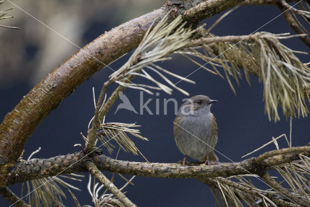 Heggemus (Prunella modularis)