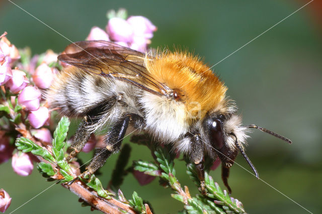 Heidehommel (Bombus humilis)