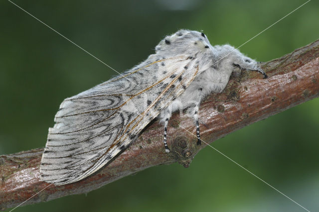 Hermelijnvlinder (Cerura vinula)