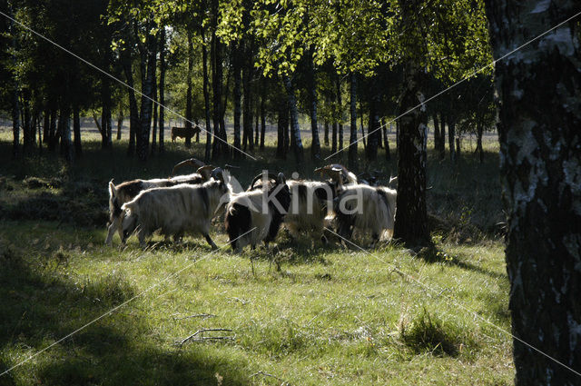 Hollandse landgeit (Capra domesticus)