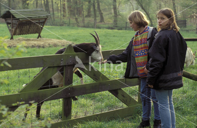 Hollandse landgeit (Capra domesticus)