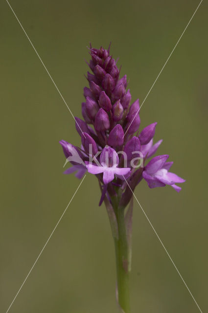 Pyramidal Orchid (Anacamptis pyramidalis)