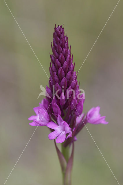 Pyramidal Orchid (Anacamptis pyramidalis)