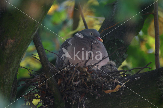 Houtduif (Columba palumbus)