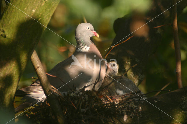 Houtduif (Columba palumbus)