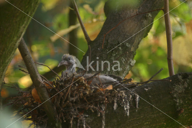 Houtduif (Columba palumbus)