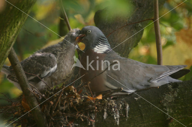 Houtduif (Columba palumbus)