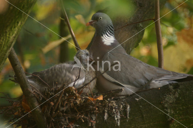 Houtduif (Columba palumbus)