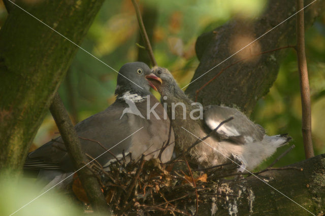 Houtduif (Columba palumbus)