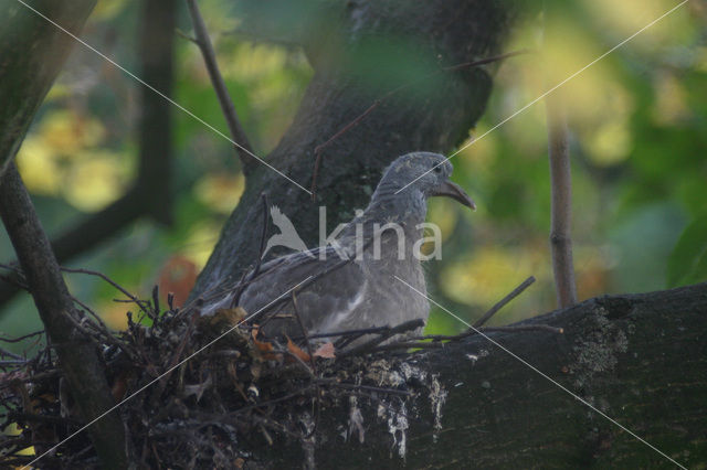 Houtduif (Columba palumbus)