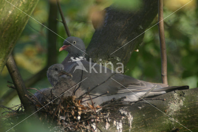 Houtduif (Columba palumbus)