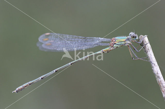 Houtpantserjuffer (Lestes viridis)