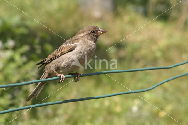 Huismus (Passer domesticus)