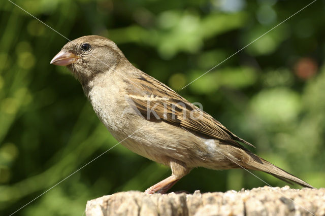 Huismus (Passer domesticus)