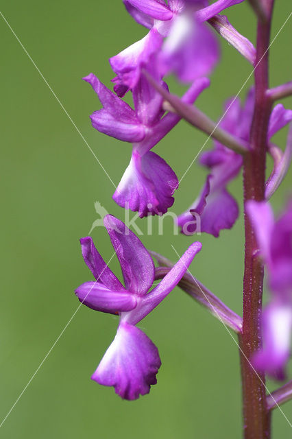 IJle Moerasorchis (Orchis laxiflora)