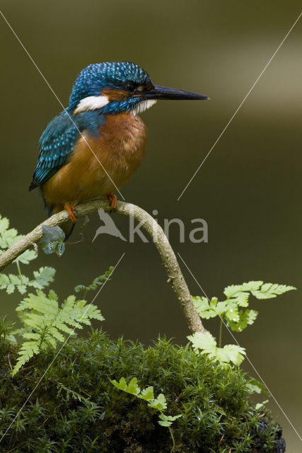 IJsvogel (Alcedo atthis)