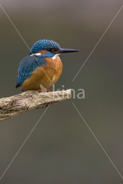 IJsvogel (Alcedo atthis)