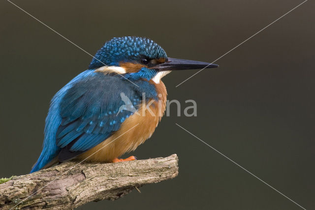 IJsvogel (Alcedo atthis)