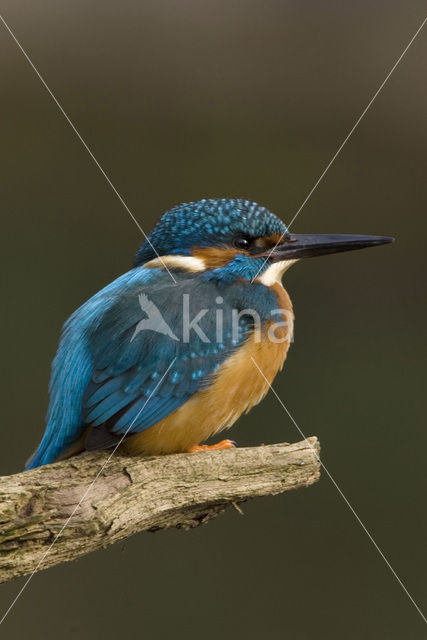 IJsvogel (Alcedo atthis)