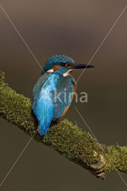 IJsvogel (Alcedo atthis)